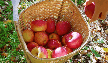 Apples Basket GIF - Apples Basket Fruit GIFs