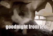 Goodnight Leo Leo GIF - Goodnight Leo Leo Goodnight Leo Cat GIFs
