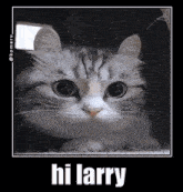 Hilarry Hi Larry GIF - Hilarry Hi Larry Bsgh GIFs