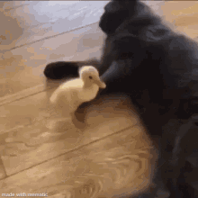 cat kick duck