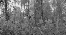 a black and white photo of a bird flying through the trees in the woods .