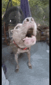 Dog Pitbull GIF - Dog Pitbull Pitbull Dog GIFs
