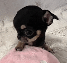 a small black and brown chihuahua puppy is sitting on top of a pink blanket .