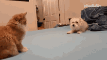Excited The Pet Collective GIF - Excited The Pet Collective Hype GIFs