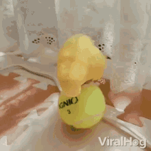 Balancing Tennis Ball GIF - Balancing Tennis Ball Cute Animals GIFs