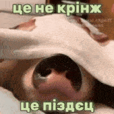 a close up of a dog 's nose with a caption in russian