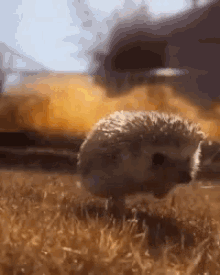 Hedgehog Run GIF