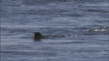 Killer Whale Attack GIF - Killer Whale Attack Prey GIFs