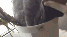 What'S The Story, Morning Glory? GIF - Cats Sleepy Cute GIFs