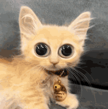 grospog cat orange cute eyes