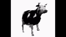 Foolish Cow Dance GIF - Foolish Cow Dance GIFs