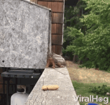 Squirrel Stealing Peanut GIF - Squirrel Stealing Peanut Slowly Approaching GIFs