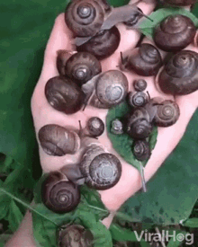 Hand Full Of Snails Chilling GIF