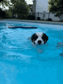 Reggie Pool GIF - Reggie Pool Swimming GIFs