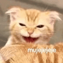 Mujejeje Cat Laughing Meme GIF - Mujejeje Cat Laughing Meme GIFs