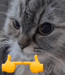 Fuck You Cat GIF - Fuck You Cat Cat Mad GIFs