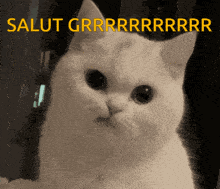 a close up of a white cat with the words salut grrr written in yellow letters