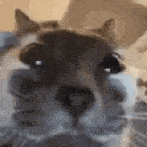 Cat Miao GIF - Cat Miao GIFs