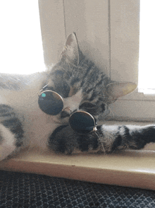Cool Cat Cst Sunglasses GIF - Cool Cat Cst Sunglasses Cat GIFs