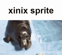 xinix sprite xinix sprite spriting tmodloader spriting