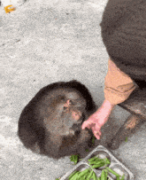 a person is feeding a monkey a tray of green beans