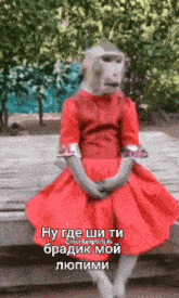 a monkey in a red dress is sitting on a wooden bench .