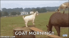 Horses Goats GIF