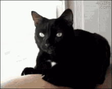 Cat Vomit GIF - Cat Vomit Supervomit GIFs