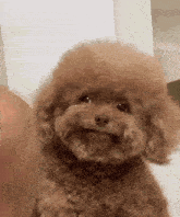 a small brown poodle is looking at the camera while sitting on a bed .