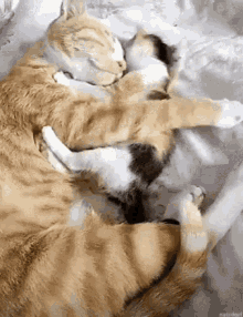 Love Cat GIF - Love Cat Kitten GIFs