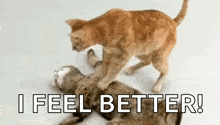 Dead Cats GIF - Dead Cats Play GIFs