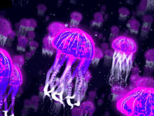 jellyfish purple jellyfish