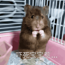 hamster scared cute