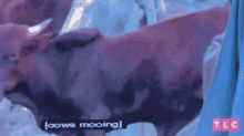 Cow Cows GIF - Cow Cows Cows Mooing GIFs