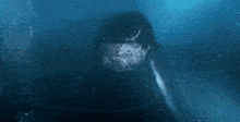 a humpback whale is swimming in the ocean .