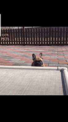 Fransk Bulldog GIF - Fransk Bulldog Jump GIFs