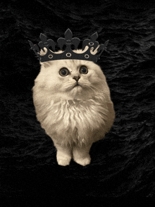 a fluffy white cat wearing a black crown on a black background