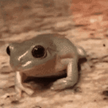 Frog Hat GIF - Frog Hat GIFs