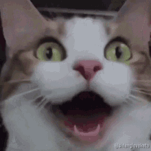 Happy Cat GIF - Happy Cat Excited GIFs