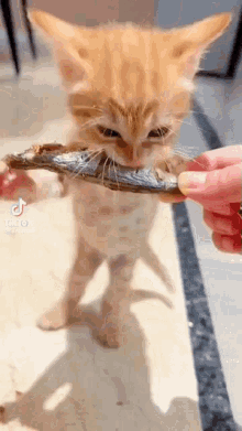 Cat Cat Eating Fish GIF - Cat Cat Eating Fish Cute GIFs