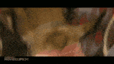 a close up of a person holding a dog 's head in a movie clip .