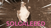 Solgaled Quack GIF - Solgaled Quack GIFs