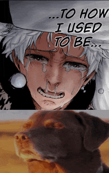 a picture of a boy crying next to a picture of a dog that says " to how i used to be "
