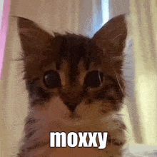 Moxxy Mox Box GIF - Moxxy Mox Box GIFs