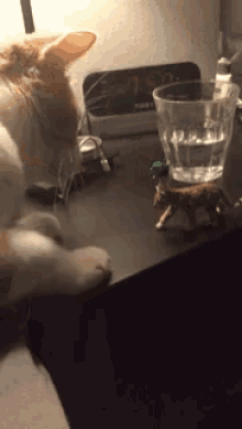 Funny Cat GIF - Funny Cat Knock GIFs