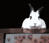 a white rabbit is sitting on a table with a bunch of grapes in front of it