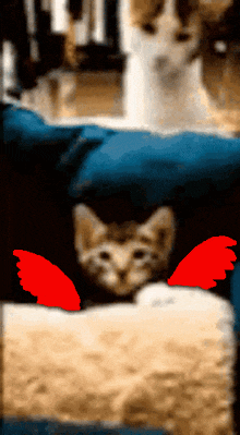 1981 Cat GIF - 1981 Cat Demon GIFs