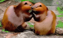 Beavers Bonding GIF - Beavers Bonding Muah GIFs