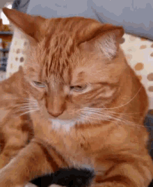 Oscar Cat GIF - Oscar Cat Wut GIFs