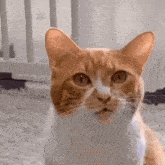 Ha Heng Cat GIF - Ha Heng Cat Confused GIFs
